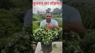 कुदरत का तोहफा || मिनी कामिनी का पौधा|| #theplantguru