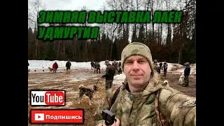 Зимняя выставка лаек УДМУРТИЯ