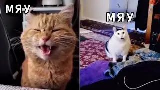Коты поют с человеком песню