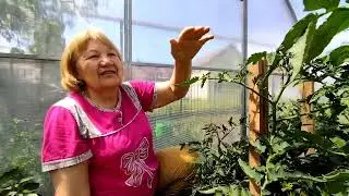 ТОМАТЫ ГНОМЫ В теплице!