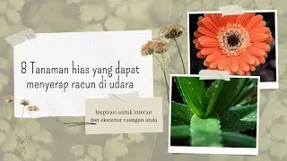 Rekomendasi 8 Tanaman Hias Yang Dapat Menyerap Racun di Udara