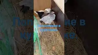Пополнение в курятнике.