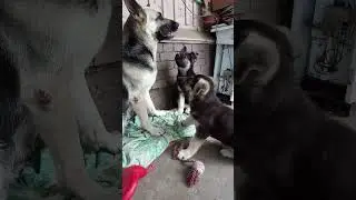 Как мама собака играет с детьми щенками