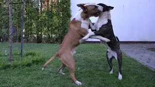 Mini Bulli VS Bullterrier // Fight // Micky