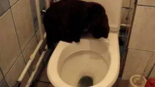 funny toilet cat