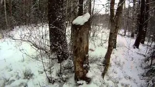 Установка фотоловушки в лесу (выход в лес)