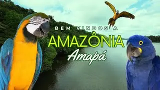 Bem vindos a Amazônia - A maior Floresta Tropical do Mundo