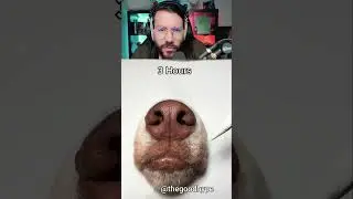 🐶✏️ Dessiner un chien réaliste - reaction Mr Wendy 