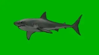 Shark Swimming green screen