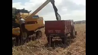 AYÇİÇEĞİ TARLASI  BİÇİLDİ