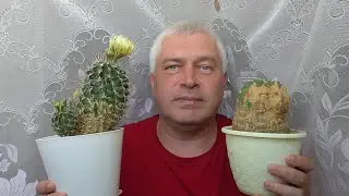 У человека два кактуса, один кактус цветёт, второй кактус не растёт. Геннадий Горин