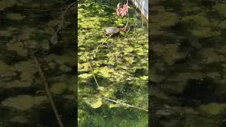 Mr. Turtle