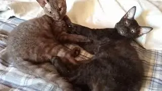 Котики. От любви до ненависти, один шаг.
