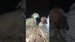 Gece koyun bağlama