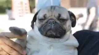 Pug waves 10/10 waving skills