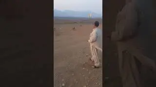 Arabian Baboon Monkeys along the roadside Makkah-Madinah Highway, Saudi Arabia Part 03