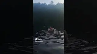 Купаемся с собакой.