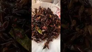 Do you like to eat crickets? #shorts #food #delicious #shortvideo