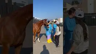 Picking Chester Up From The Hospital #horse #equestrian #barrelracing