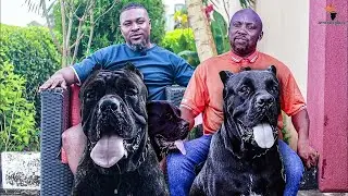 The UNTOLD CHALLENGES of Owning a CANE CORSO
