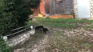 Американский булли’ девочки’ продажа 🔥🔥🔥