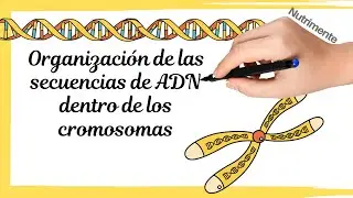 Organización de las Secuencias de ADN dentro de los Cromosomas