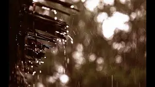 Nature Rain Sound on Coconut Roof | bullfrog sounds during rain
