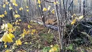 Продолжаем заготовку дров!