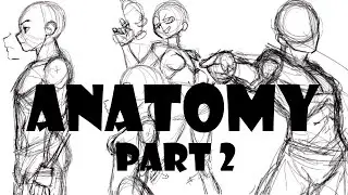 How to draw Anatomy (part 2)