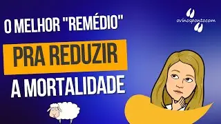 O melhor 