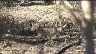 Bobcat in the Pearl River Swamp