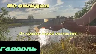 Голавль радовал поклевкой,поймал неизвестную рыбу)