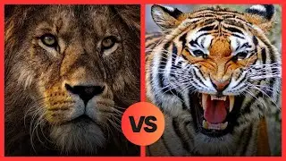 Lion vs Tiger | Who's Stronger? | Who's the Real King?