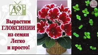 Выращивание ГЛОКСИНИИ из семян. Весь процесс от посева до всходов