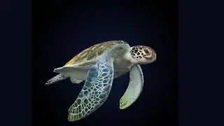 Turtle Green Screen | Free Footage - Videos for content creators