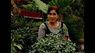 OBOD XONADON EFIR 25 02 2014