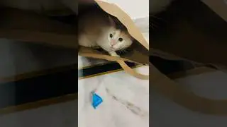 Mini vlog-A day with Billu🐱Billu ki Bhookh hadtaal chiken na milne par🤣🐱 