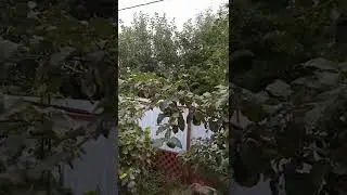 Яблонька кормит все село