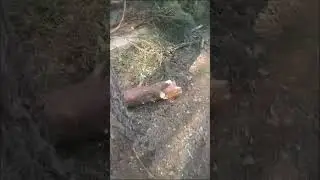 пилим 2 сосны