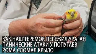 ПАНИЧЕСКИЕ АТАКИ И ТРАВМЫ КРЫЛЬЕВ У ПОПУГАЕВ