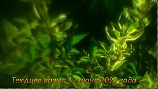 Реплика на 16  июня 2023