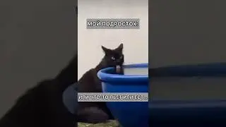 Котики 🐈‍⬛ КАЖДЫЙ ПОДРОСТОК ТАКОЙ 