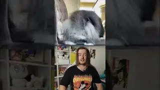 Почему кот такой волосатый?