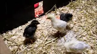 Baby Roosters Kung Fu Training