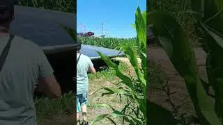 Кукуруза неурожай.