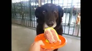 TOP 11 Funniest and most WTF moments that dogs were caught on film