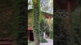Лианы уникальные растения в ландшафтном дизайне