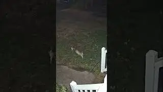 Bunny’s play in yard