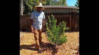 Backyard Orchard tree removal and TANGERINE Tree