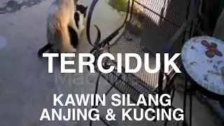 KUCING & ANJING KAWIN SILANG
